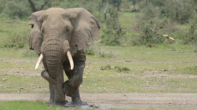 Free Elephant Safari photo and picture