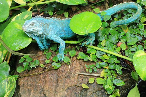 Free Gekko Lizard photo and picture