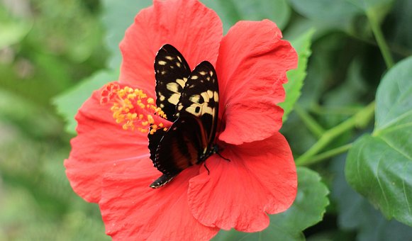 Free Butterfly Flower photo and picture