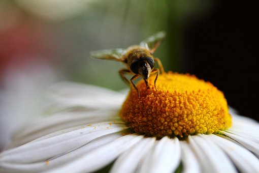 Free Bee Honey Bee photo and picture
