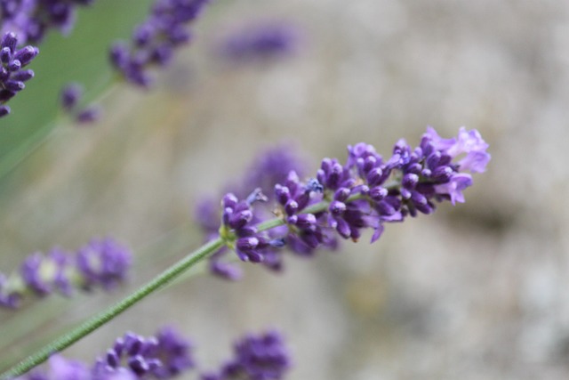 Free Lavender Flower photo and picture