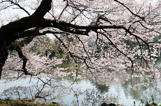 Free Cherry Tree Japan photo and picture