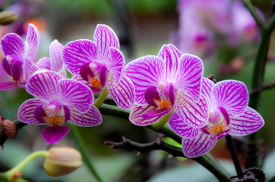 Flowers Bloom Blossom Free photo on Pixabay Pixabay