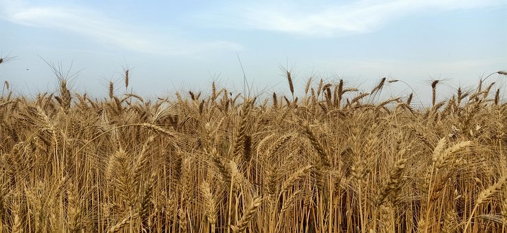 Free Wheat Crops photo and picture