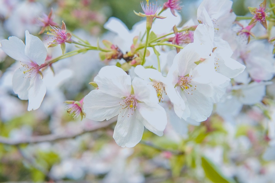 桃の花 シャイニング - Pixabayの無料写真