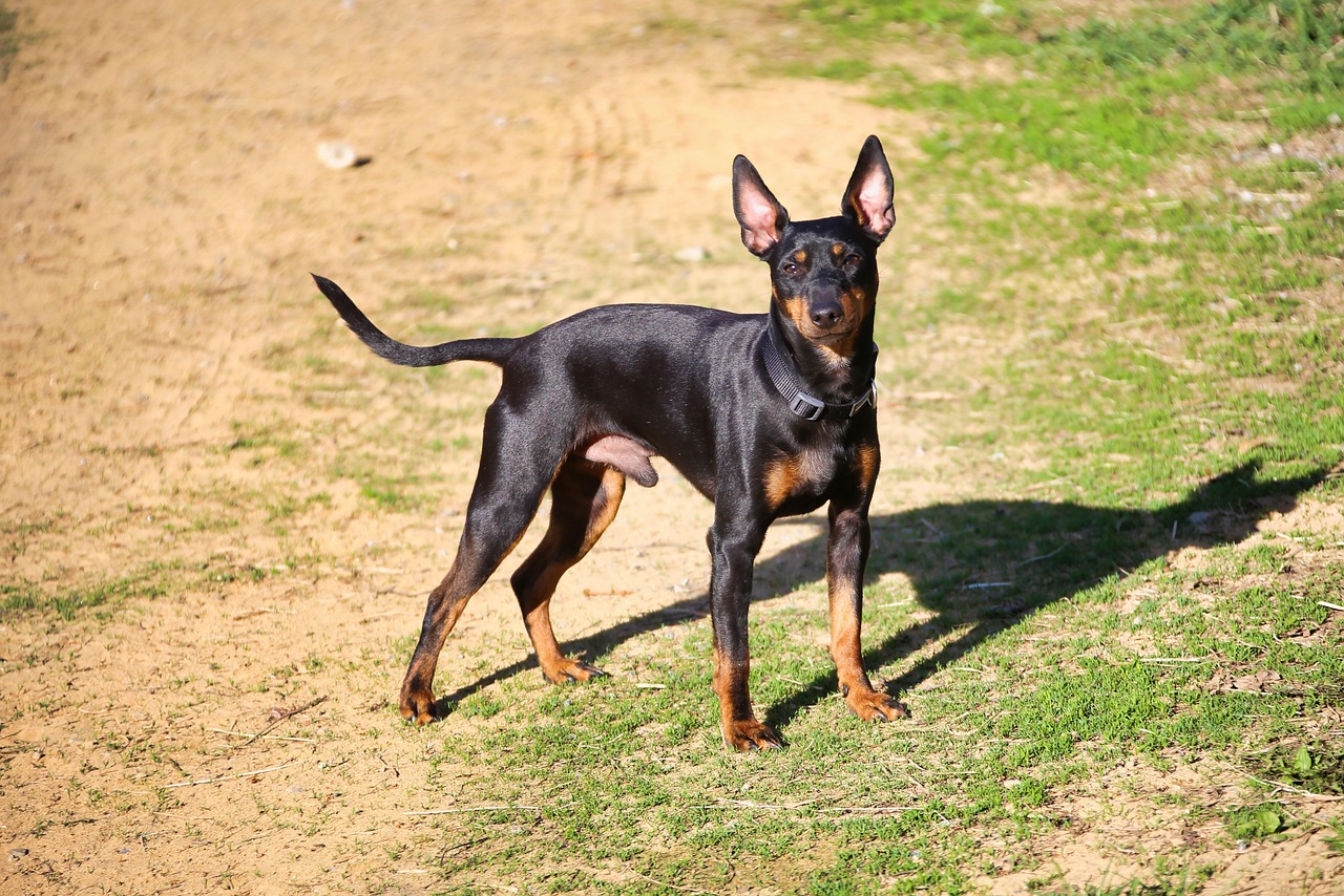 English Toy Terrier GoofyTails