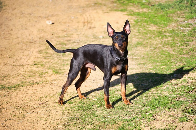 Englischer Toy Terrier, Hund, Haustier