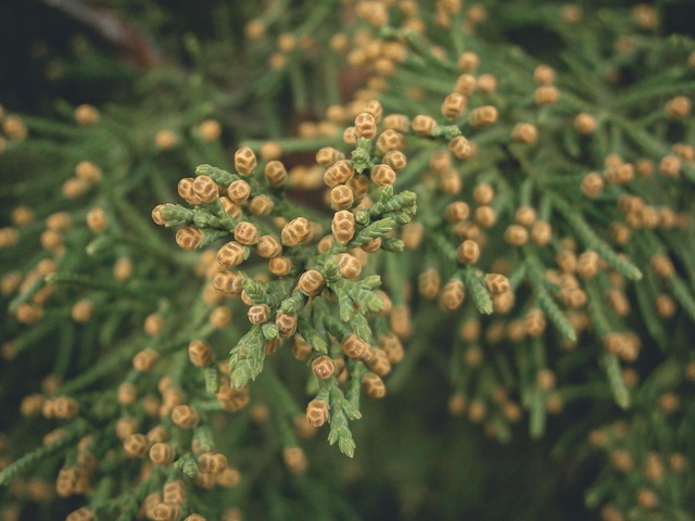 Free Thuja Green photo and picture