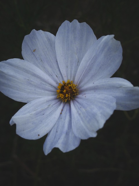 Free Flower Dark photo and picture