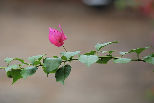 Free Nature Leaf photo and picture