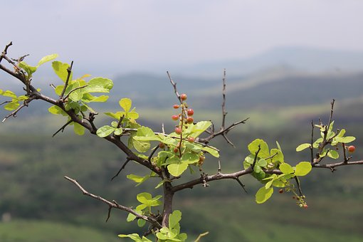 Free Nature Leaf photo and picture