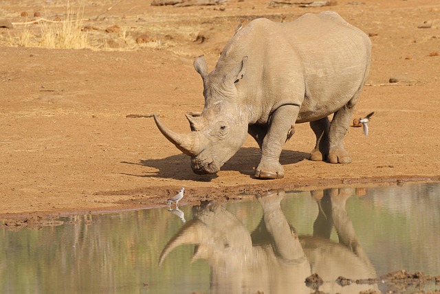 Free Rhino Africa photo and picture