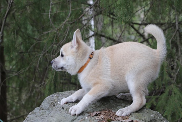 Free Buhund Norwegian Buhund photo and picture
