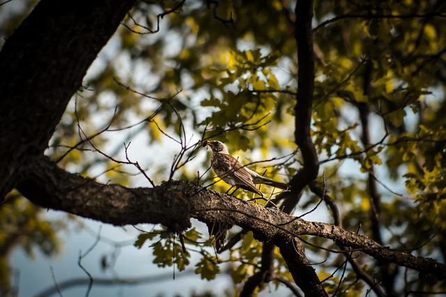 Free Bird Animal photo and picture