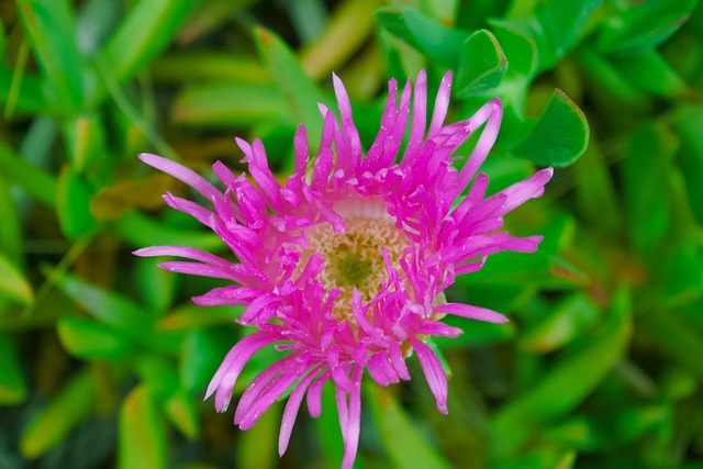 Free Cactus Flower Savage photo and picture