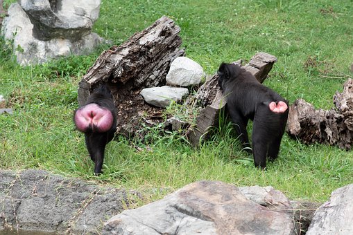 Macacii, Macac, Maimuţă, Primat, Animal