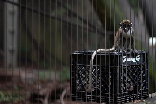Maimuţă, Grădină Zoologică, Animal