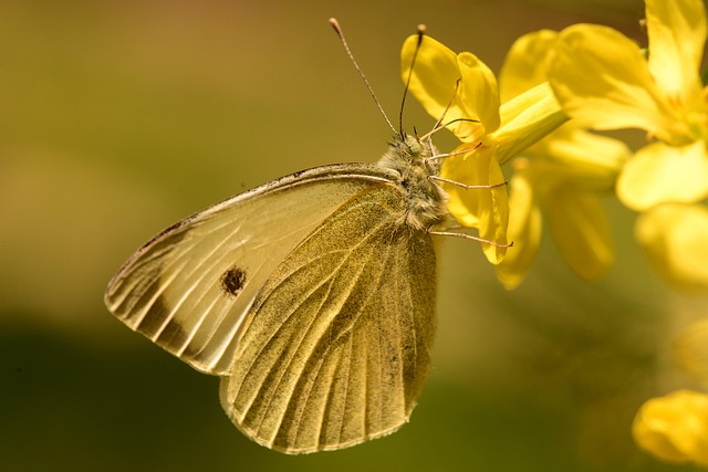 Free Butterfly Insect photo and picture