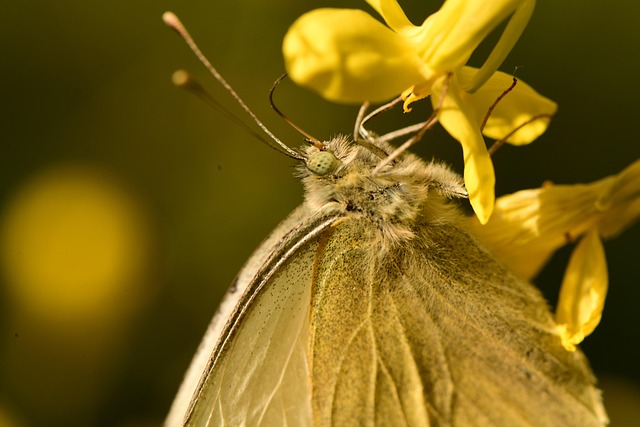 Free Butterfly Insect photo and picture