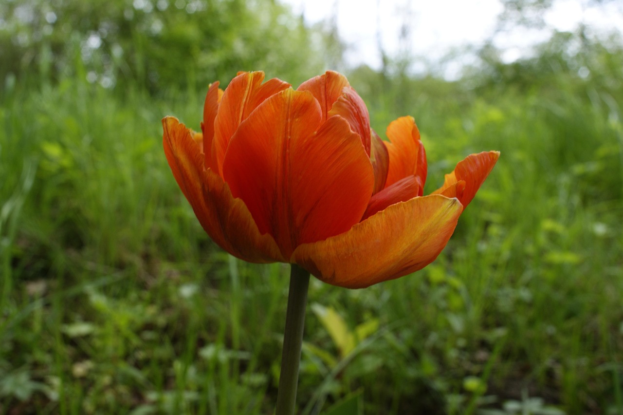 Bunga Tulp Tanaman - Foto gratis di Pixabay - Pixabay