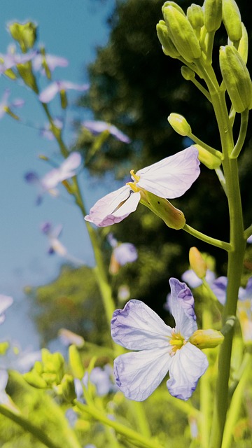 Free Radish Radish Natural photo and picture
