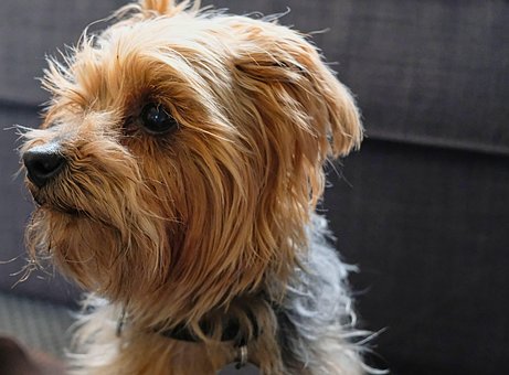 Free Yorkshire Terrier Dog photo and picture