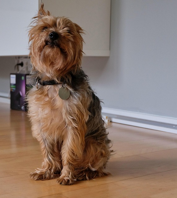 Free Yorkie Yorkshire Terrier photo and picture