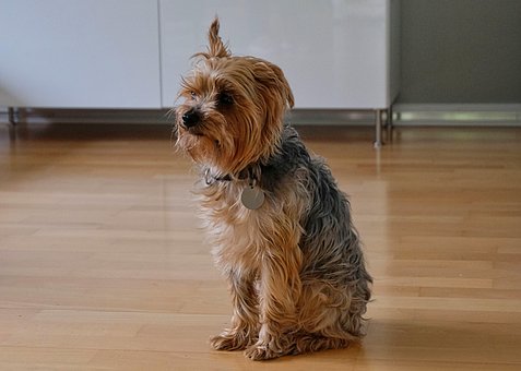 Free Yorkshire Terrier Dog photo and picture