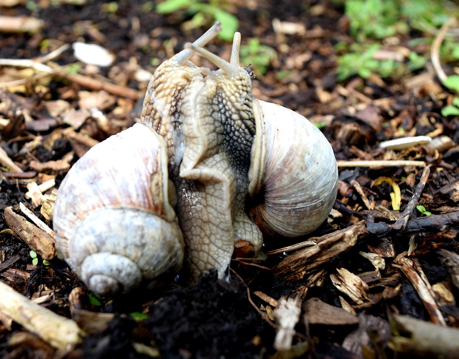 Escargots Coquille Appariement - Photo gratuite sur Pixabay - Pixabay