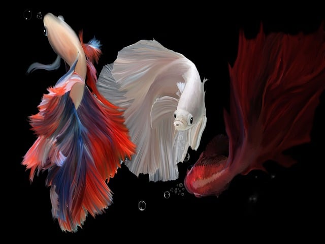 Free beta fish painting darkness illustration