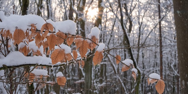 Vinter, Snø, Dekket Av Snø, Skog, Trær