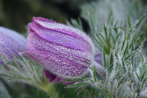 Violet Pasque-Flower, Purple Flower