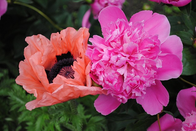 Flora, Mack, Pion, Blumen, Blüte, Garten