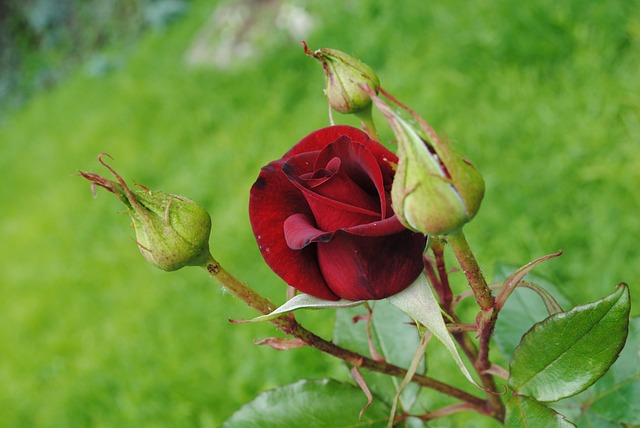 Flora, Mack, Pion, Blumen, Blüte, Garten