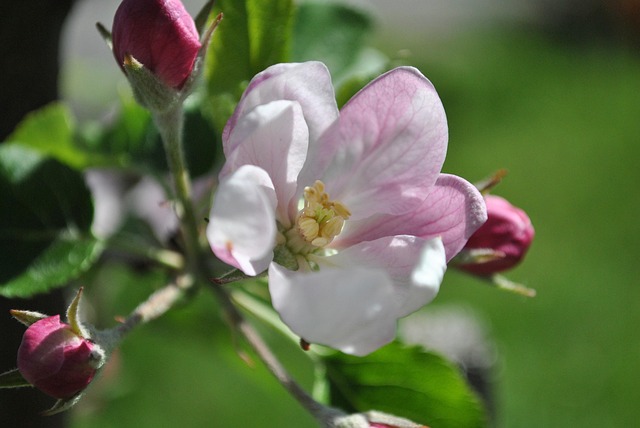 Flora, Blumen, Blüte, Garten