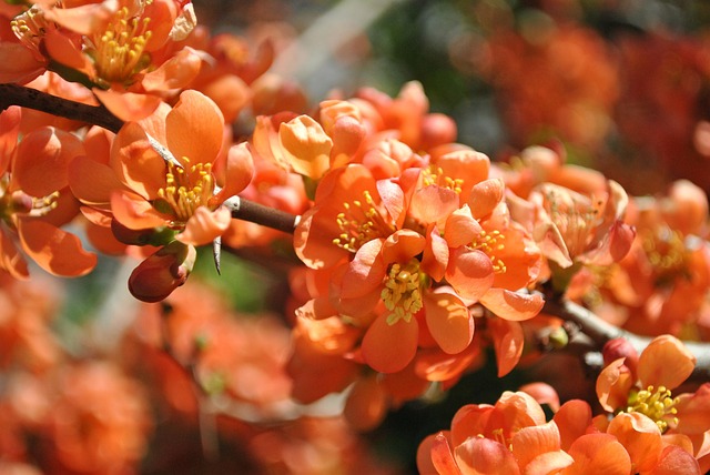 Flora, Blumen, Blüte, Garten