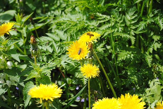 Wiese, Löwenzahn, Blume, Feder, Flora