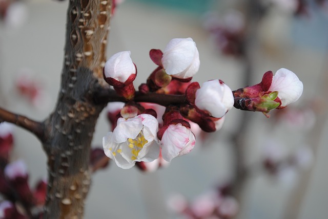 Feder, Blüte, Blumen, Die Natur, Blühen