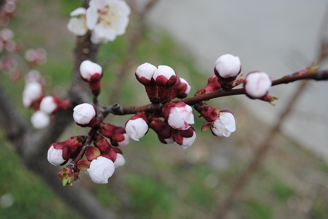 Feder, Blüte, Blumen, Die Natur, Blühen