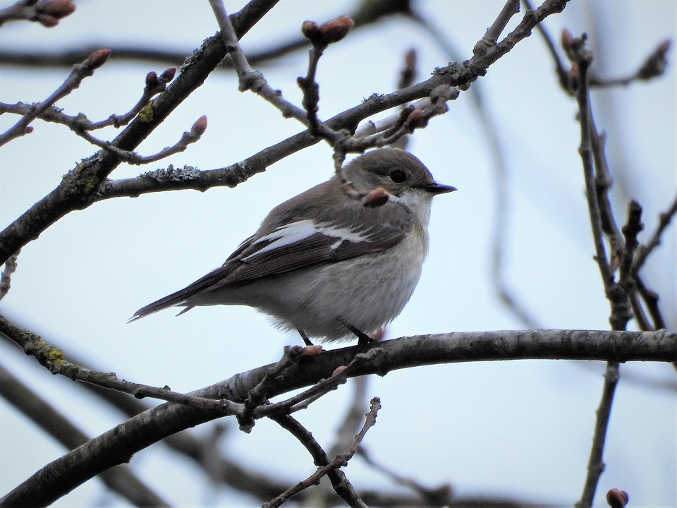 Vogel Gescheckter Fliegenschnäpper - Kostenloses Foto auf Pixabay