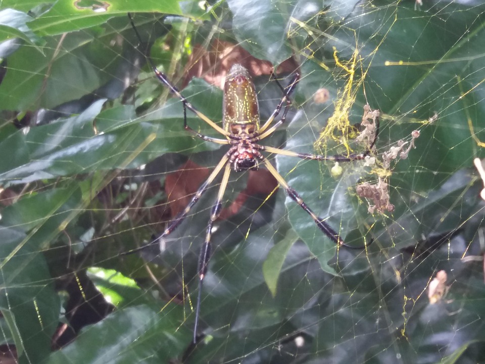 Spider Araña Nature - Foto gratis en Pixabay - Pixabay