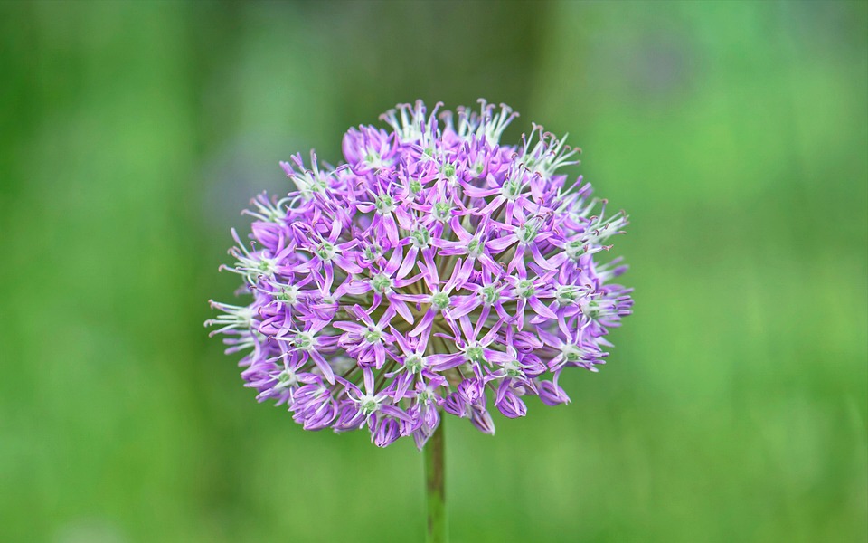 Graines Échinops Ritro - Chardon Boule Bleu Acier - 20 Graines Vivaces Mellifères - Pour Jardin Sec Et Ensoleillé