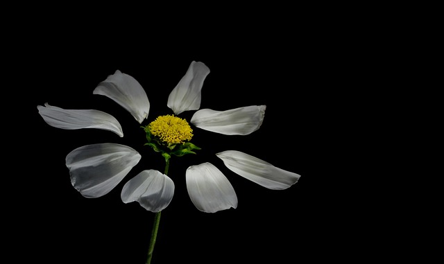 Free Margeritten Flower photo and picture