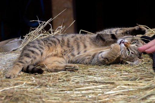 Katze, Heu, Streifen, Niedlich, Haustier
