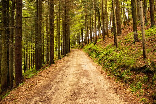 Holz, Bäume, Baum, Landschaft, Grün