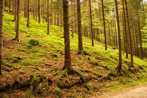 Bäume, Baum, Wald, Landschaft, Feder