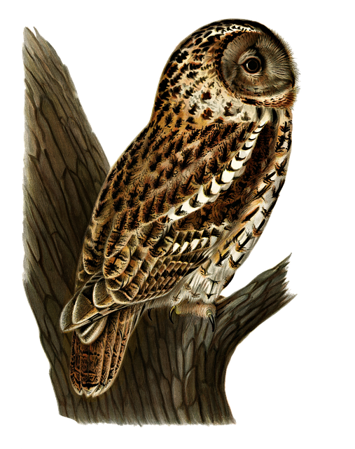 Free tawny owl owl bird illustration
