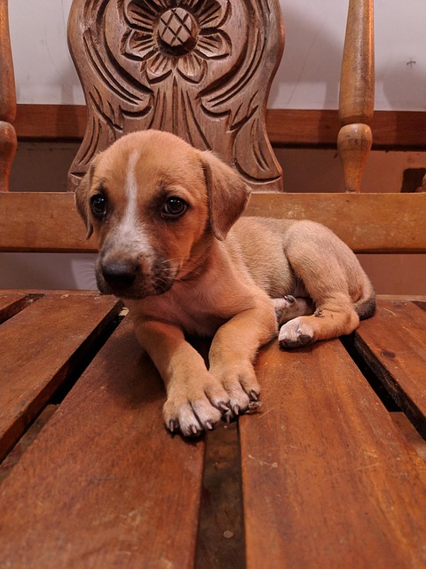 Free Dog Pet photo and picture