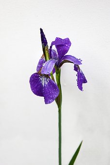 Free Iris Flower photo and picture