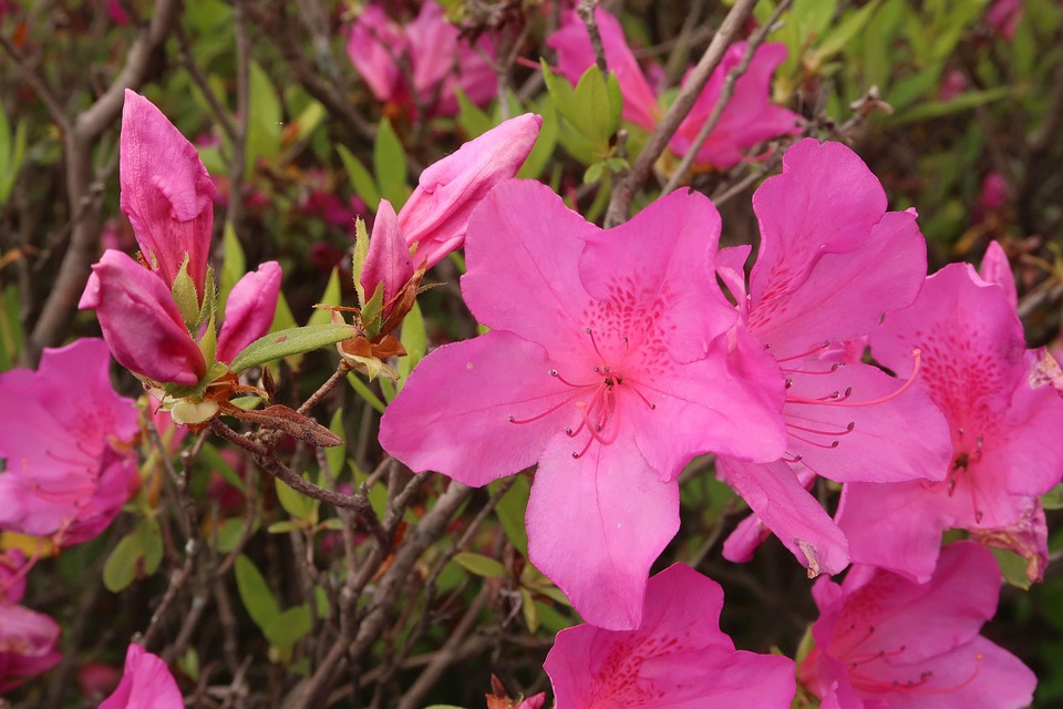 Azalea Flowers Plants Pink - Free photo on Pixabay - Pixabay
